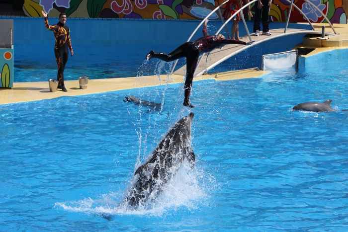 Marineland - Dauphins - 032